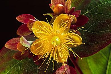 《碧蓝幻想Versus：崛起》公测推迟 具体时间未公布